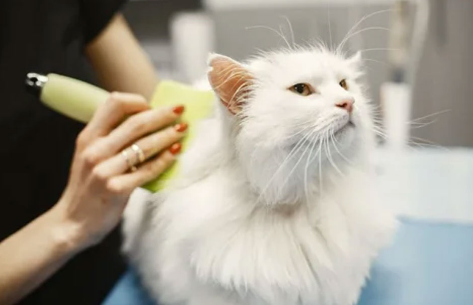 Why Regular Cat Grooming Is Essential for Feline Health